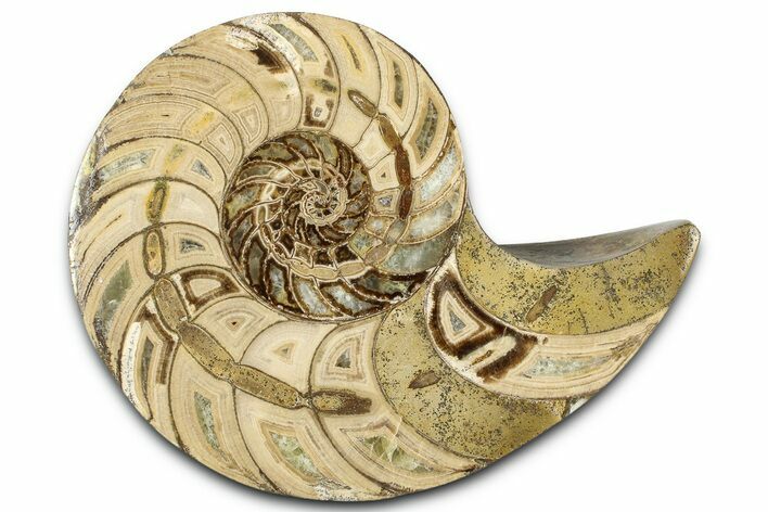 Cut & Polished Jurassic Nautilus Fossil (Half) - Madagascar #365545